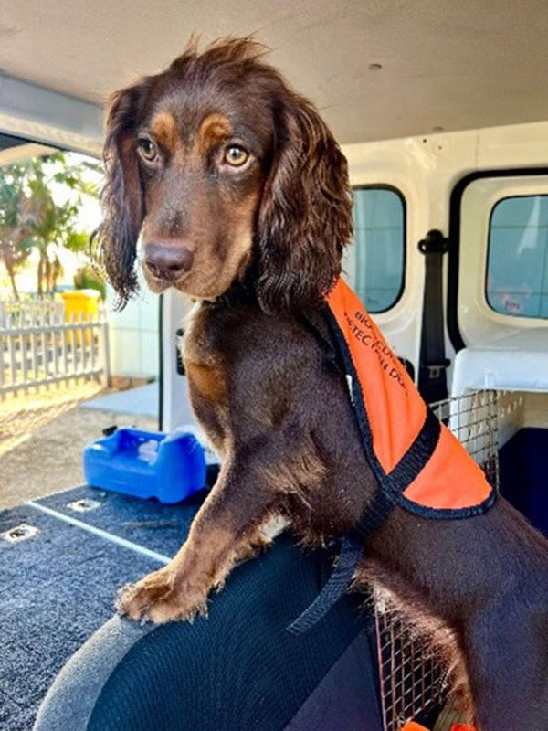 A photo of Lord Howe Island Board's newest detection dog Tilly. A 14-month-old tricolour Working Cocker Spaniel.