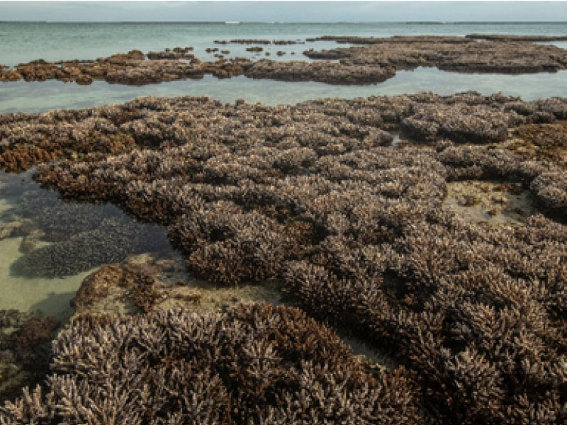 Coral in the LHIMP exposed to air during extreme low tide.