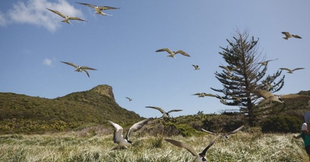 Access to the Mt Eliza track is now permitted as the nesting season has ended for the sooty terns (Onychoprion fuscata) and their young.