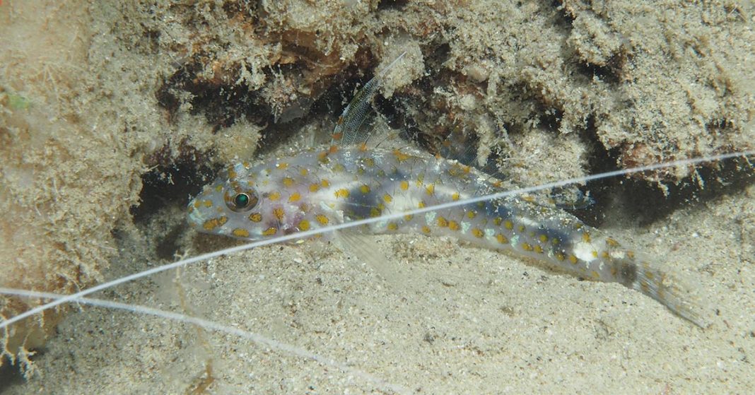 An Innerspot Sandgoby in the Lord Howe Island Marine Park. Photo Credit Dr. Chris Preston